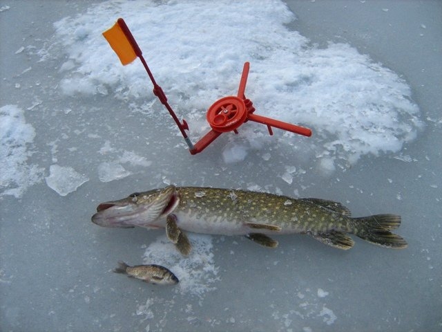 зимняя рыбалка щуки на жерлицы.